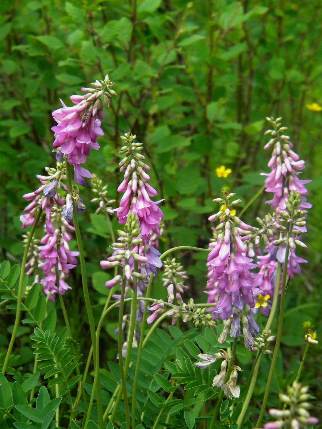 Image of Hedysarum alpinum specimen.