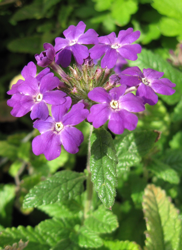 Image of Glandularia &times; hybrida specimen.