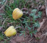 Anemone baissunensis