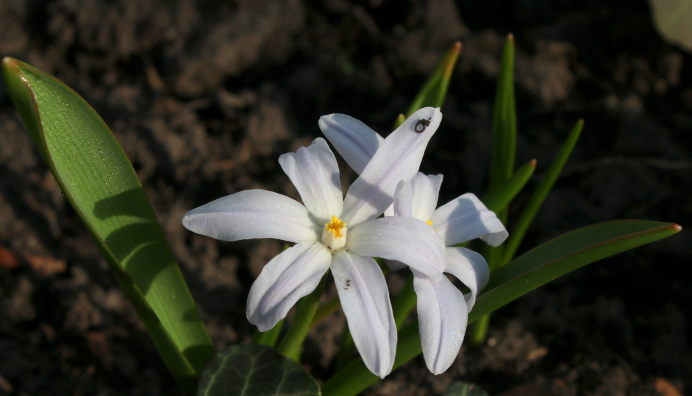 Image of Chionodoxa luciliae f. alba specimen.