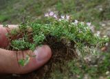 Thymus jalasianus