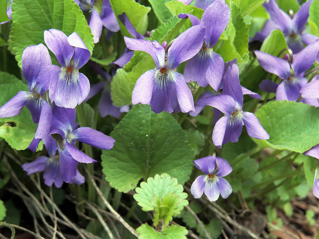 Image of Viola collina specimen.