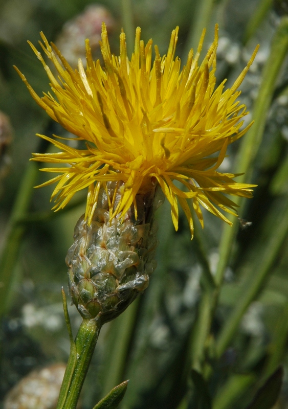 Image of Chartolepis intermedia specimen.