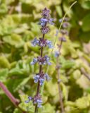 Coleus australis