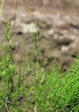 Equisetum palustre