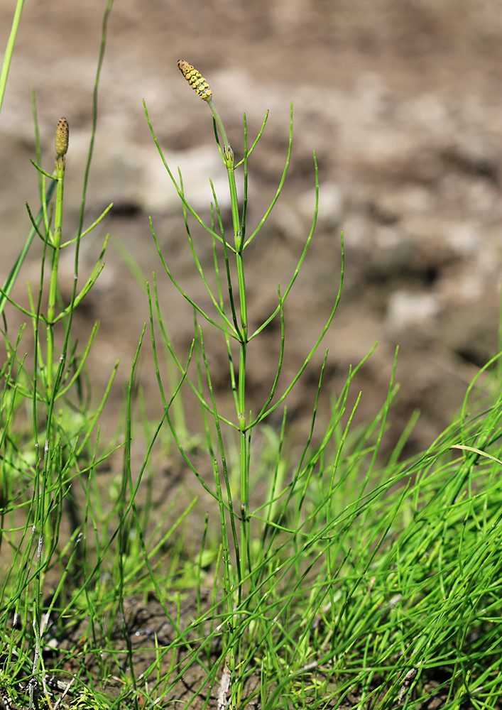 Image of Equisetum palustre specimen.