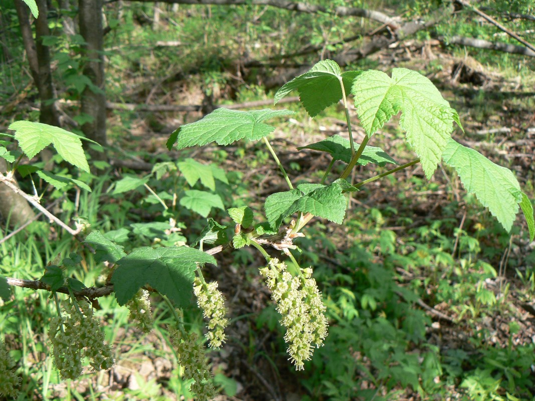 Изображение особи род Ribes.