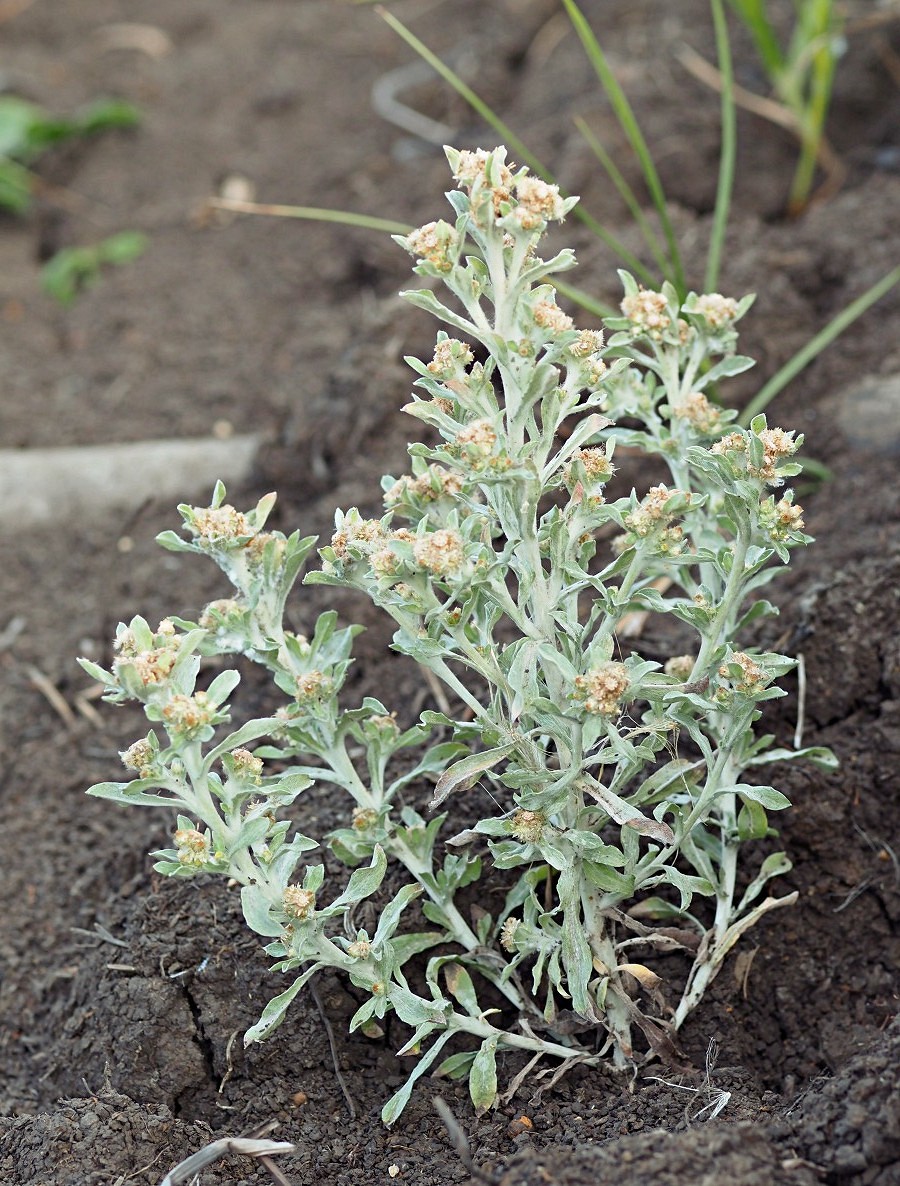 Image of Gnaphalium uliginosum specimen.