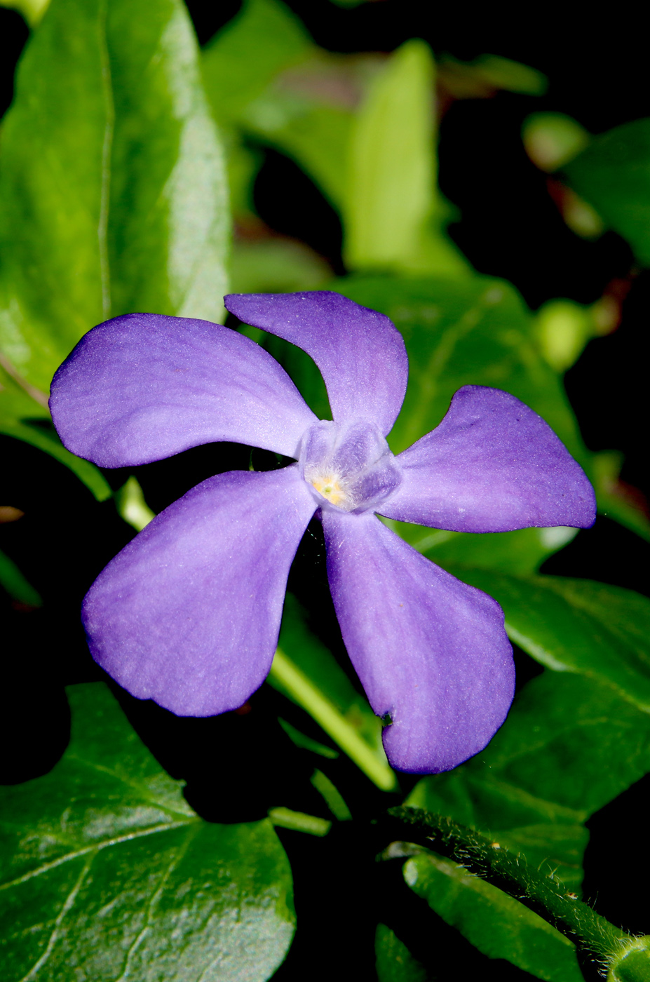 Image of genus Vinca specimen.