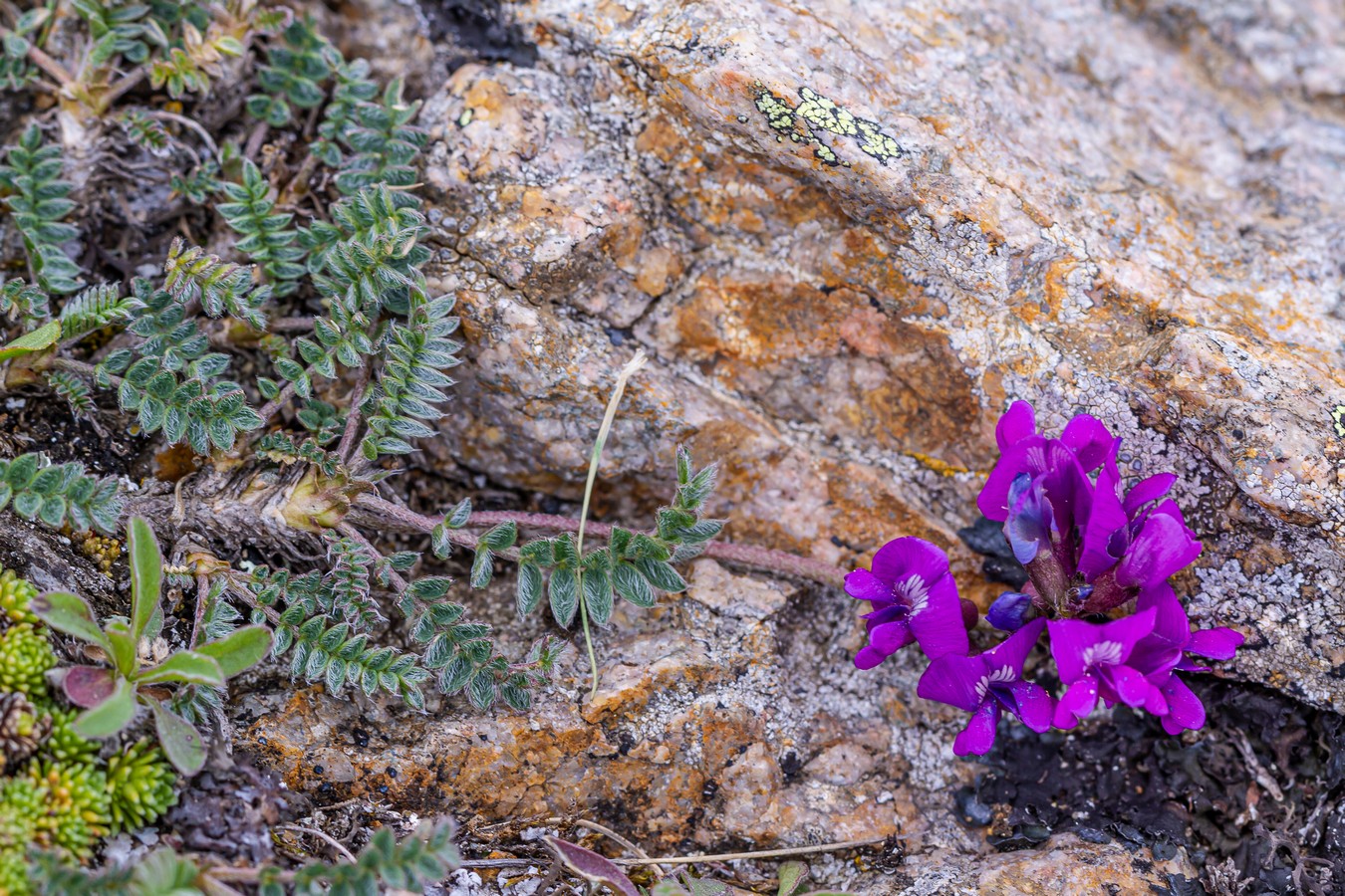 Изображение особи Oxytropis lazica.