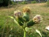 Cirsium oleraceum
