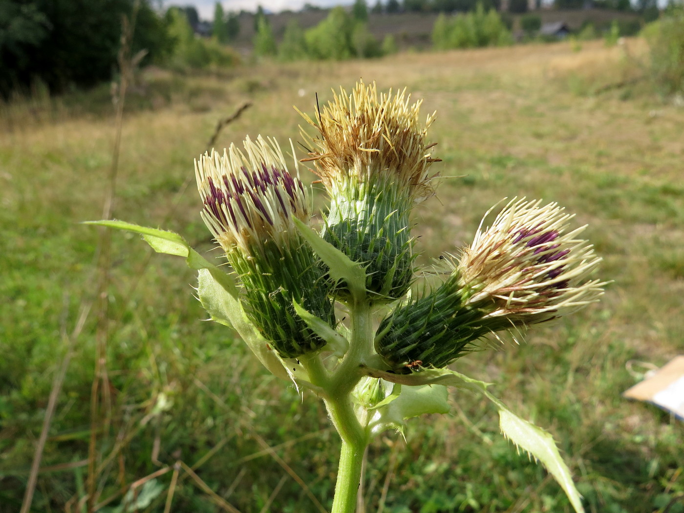 Image of Cirsium oleraceum specimen.