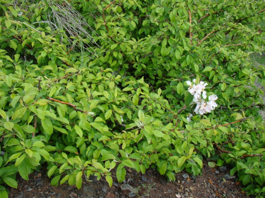 Изображение особи Malus orientalis.