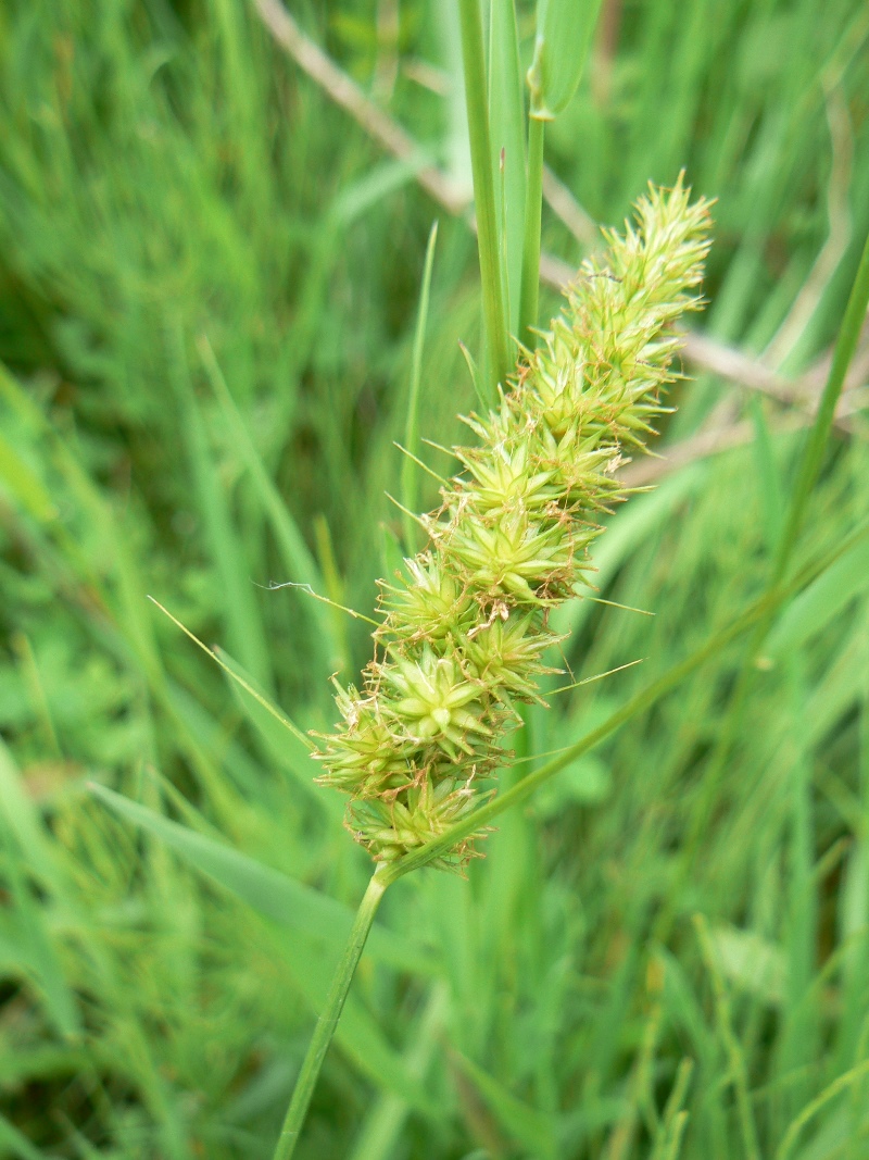 Image of Carex neurocarpa specimen.