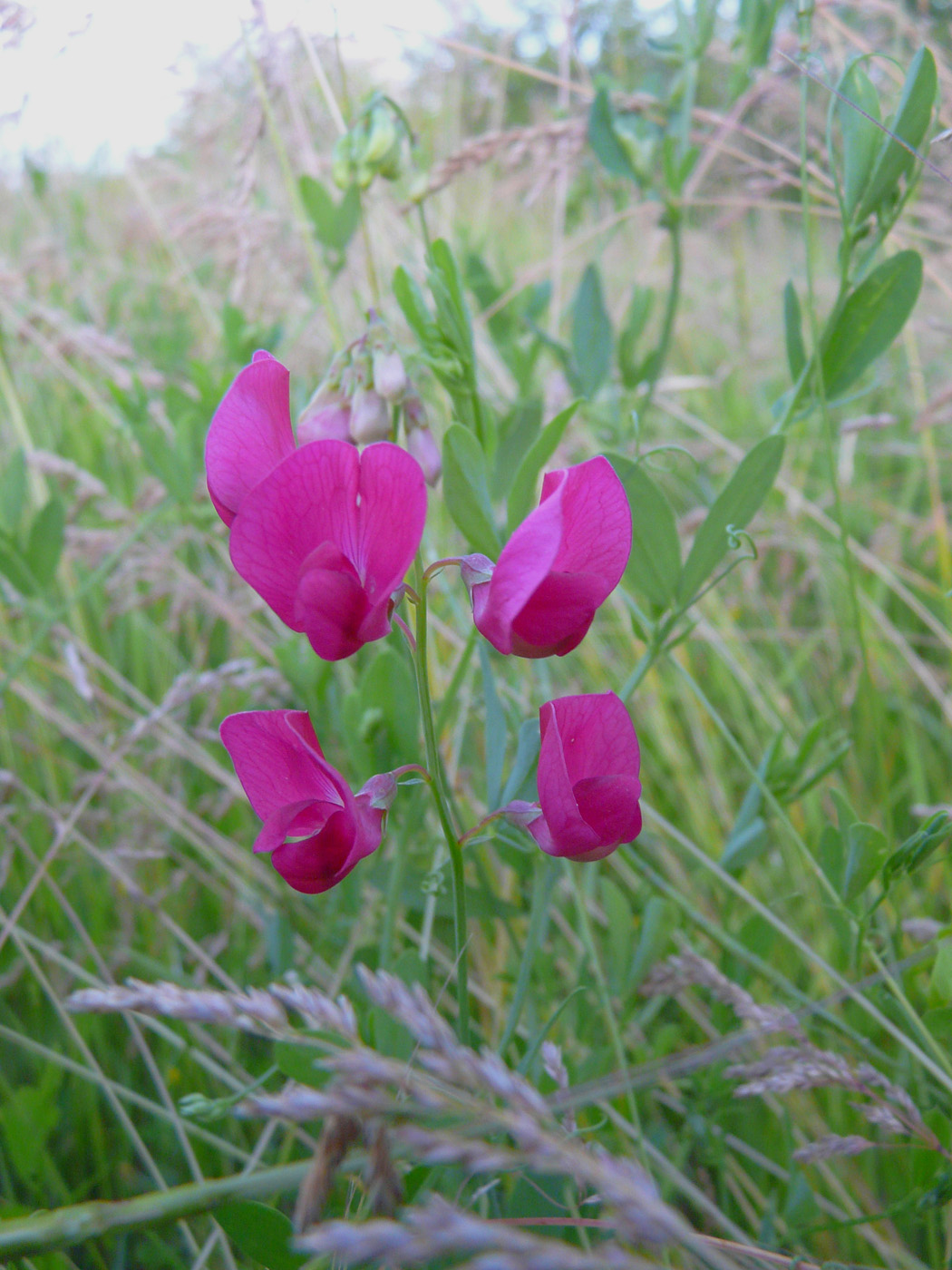 Image of Lathyrus tuberosus specimen.