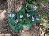 Cyclamen persicum. Цветущее растение. Израиль, национальный парк \"Бейт Гуврин\", маквис. 17.02.2020.