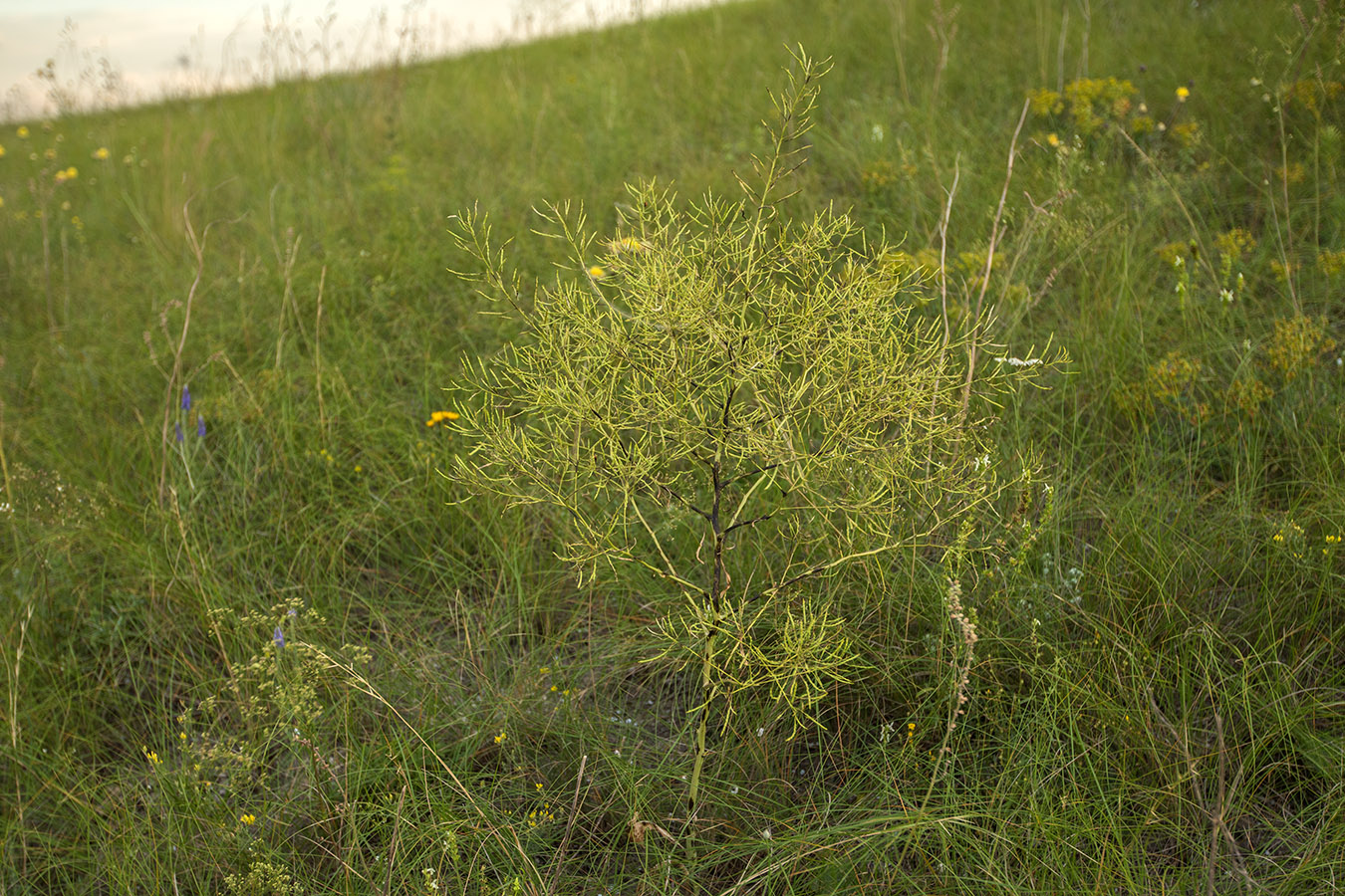 Image of Erucastrum armoracioides specimen.