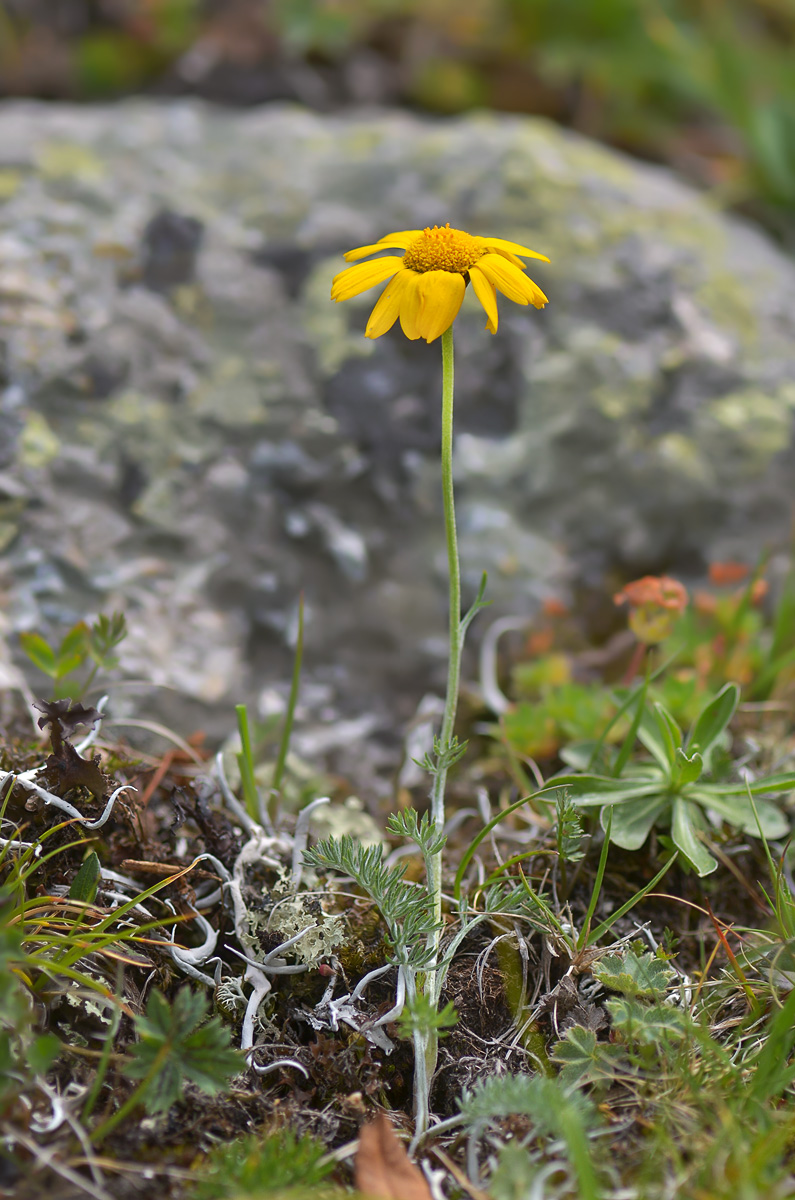 Изображение особи Anthemis marschalliana ssp. pectinata.