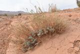 Artemisia juncea. Цветущее растение. Казахстан, Алматинская обл., горы Богуты, пестроцветы. 16 сентября 2021 г.