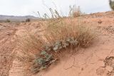 Artemisia juncea