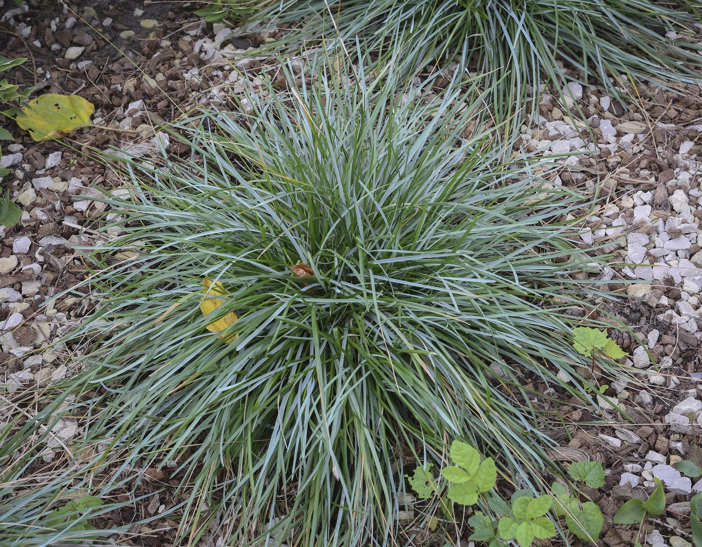 Изображение особи Sesleria caerulea.