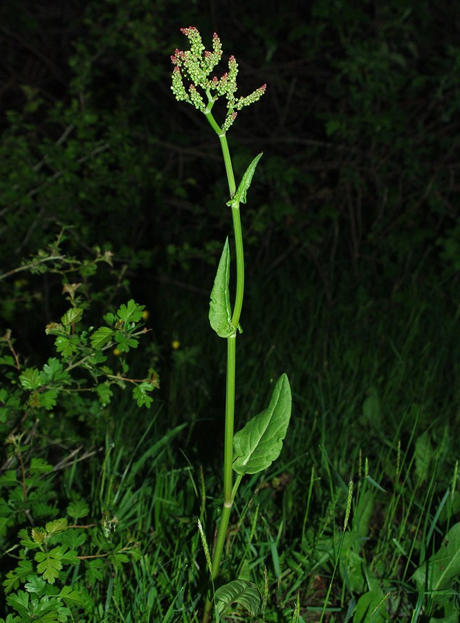 Изображение особи род Rumex.