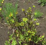 Ranunculus repens