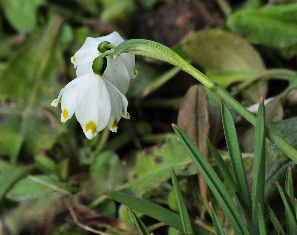 Image of Leucojum vernum specimen.