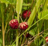 Fragaria viridis