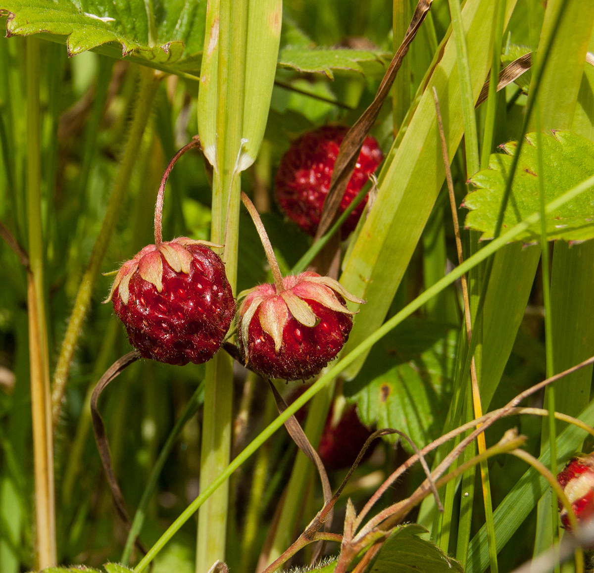 Изображение особи Fragaria viridis.