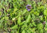 Prunella japonica