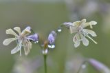 Silene saxatilis. Цветки в каплях дождя. Республика Северная Осетия-Алания, Ирафский р-н, Большой Кавказ, хр. Фастагдор, левый склон Караугомского ущелья, ≈ 2460 м н.у.м., задернованный моренный вал. 09.07.2021.