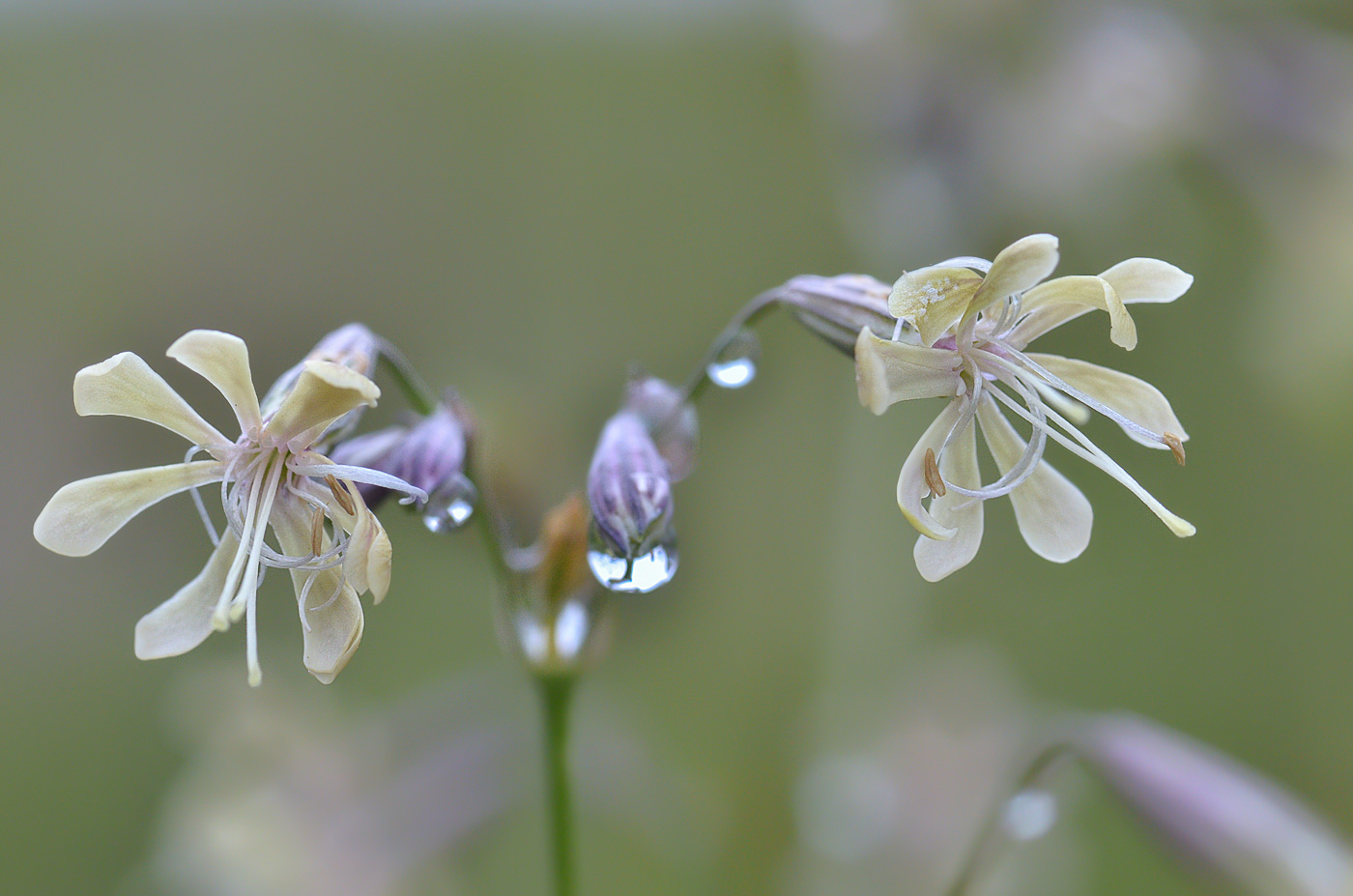 Изображение особи Silene saxatilis.