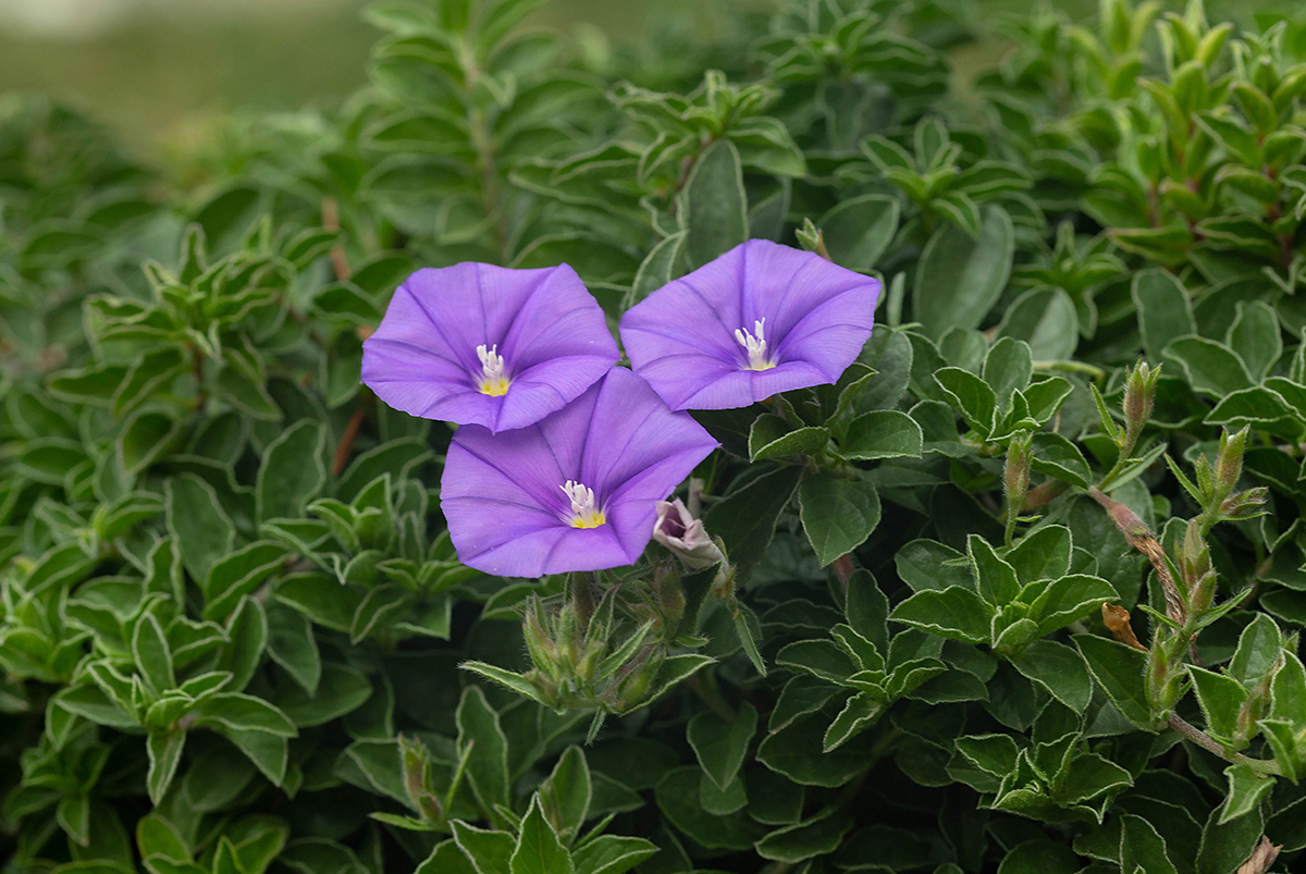 Image of Convolvulus sabatius ssp. mauritanicus specimen.