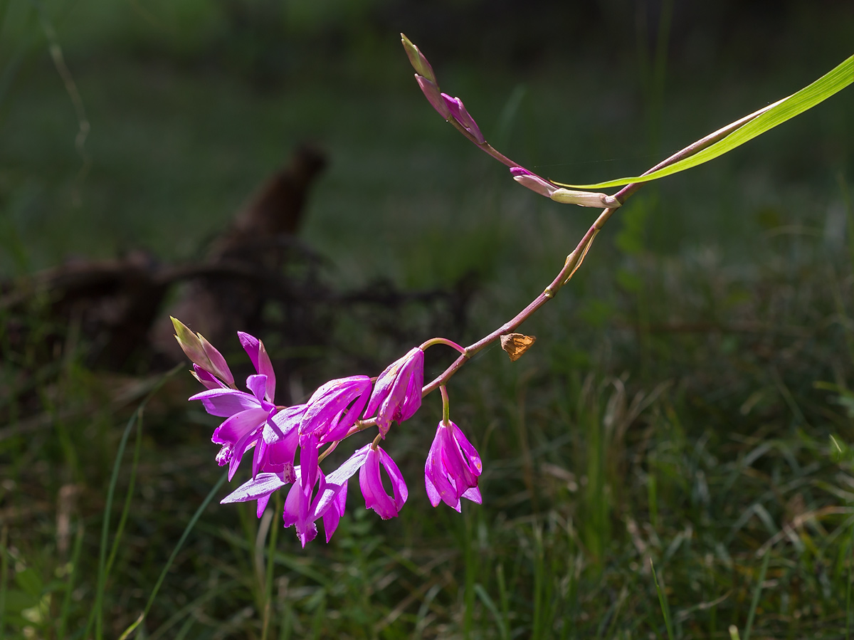 Изображение особи род Bletilla.