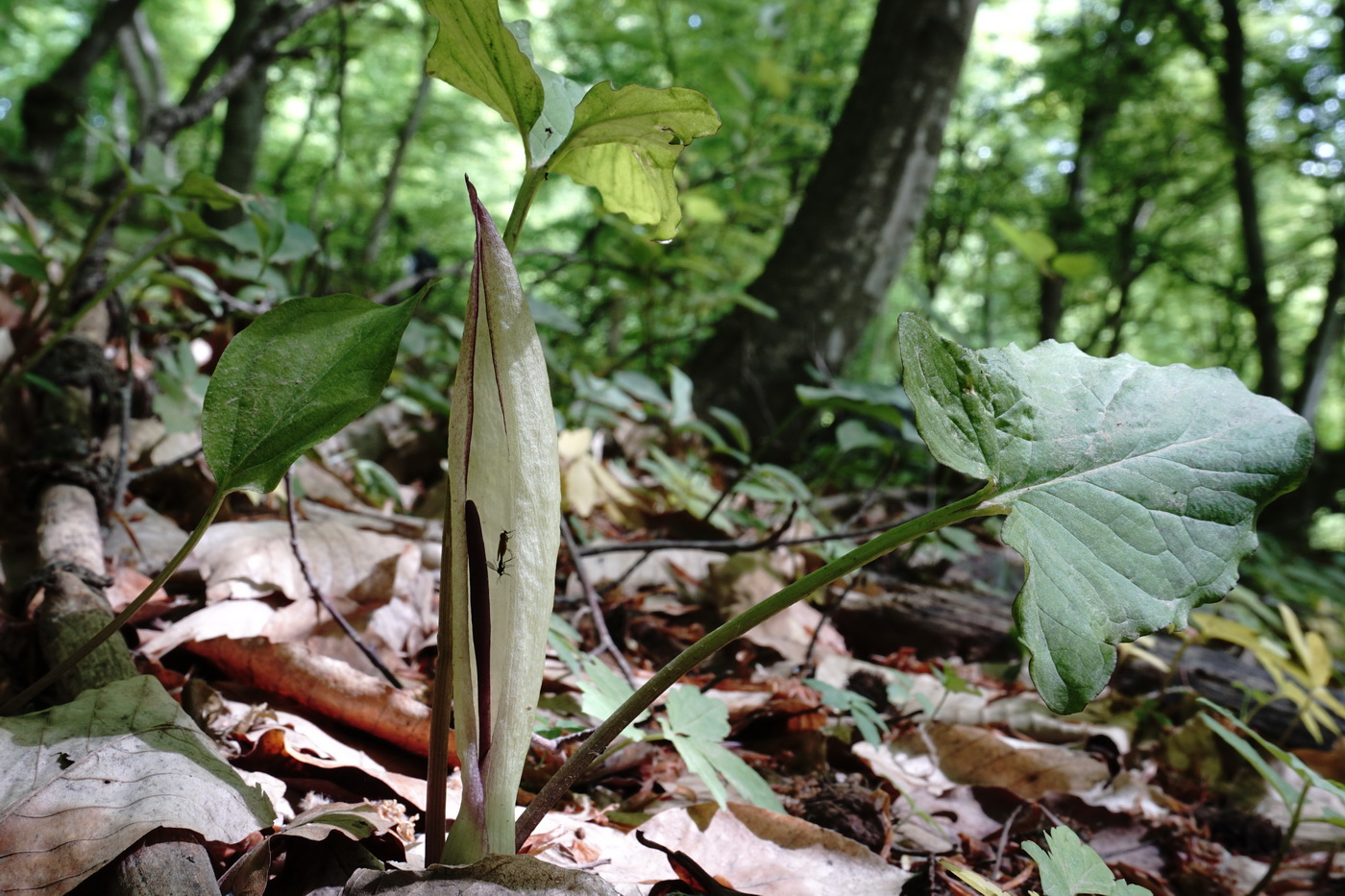 Image of Arum amoenum specimen.