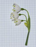 Leucojum aestivum