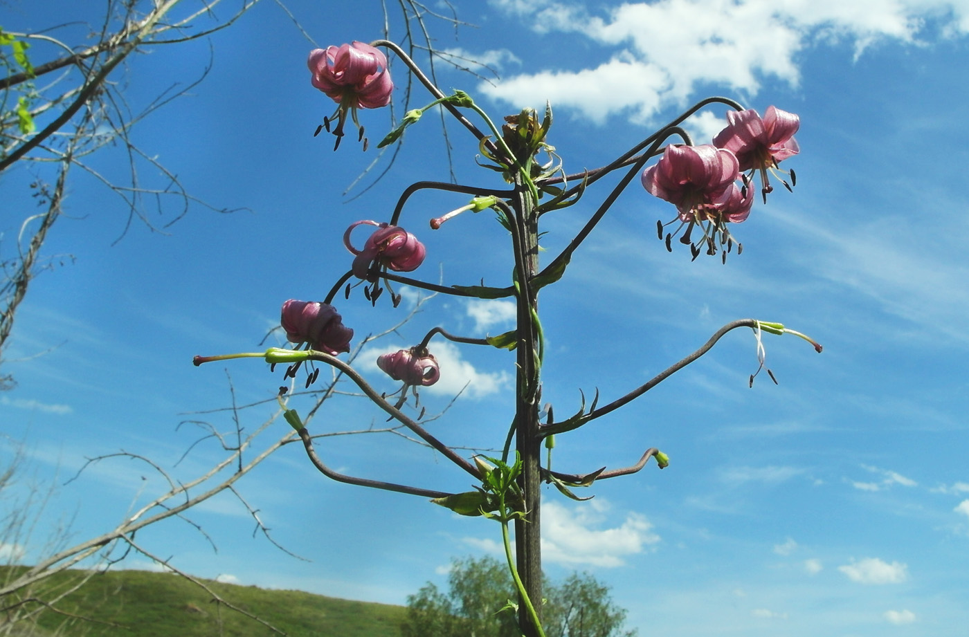 Image of Lilium pilosiusculum specimen.