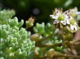 Sedum dasyphyllum. Цветки и листья в каплях дождя. Марий Эл, г. Йошкар-Ола, мкр-н Гомзово, в культуре. 16.07.2022.