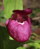 Cypripedium macranthos