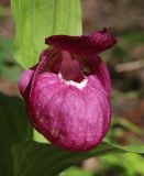 Cypripedium macranthos