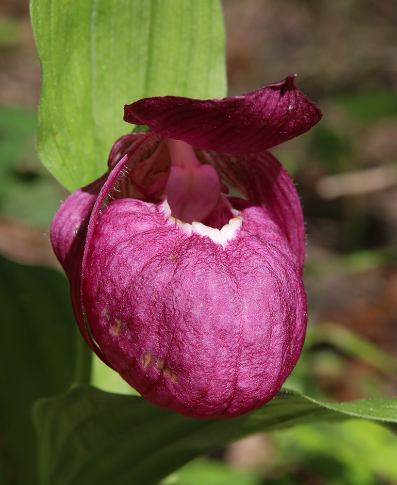 Image of Cypripedium macranthos specimen.