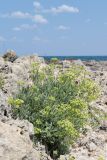 Crithmum maritimum