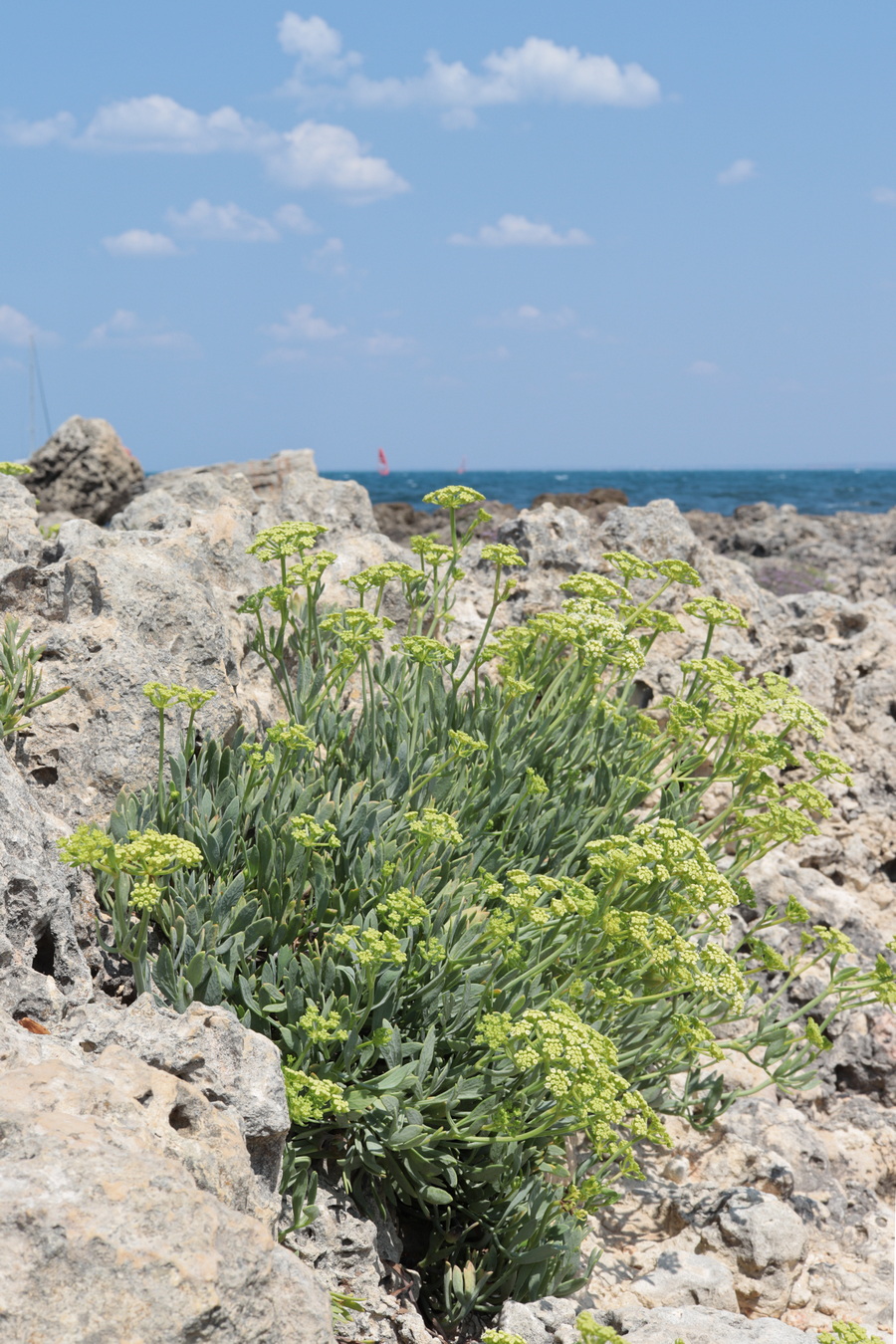 Изображение особи Crithmum maritimum.
