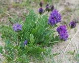 Oxytropis altaica