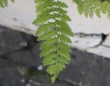 class Polypodiopsida