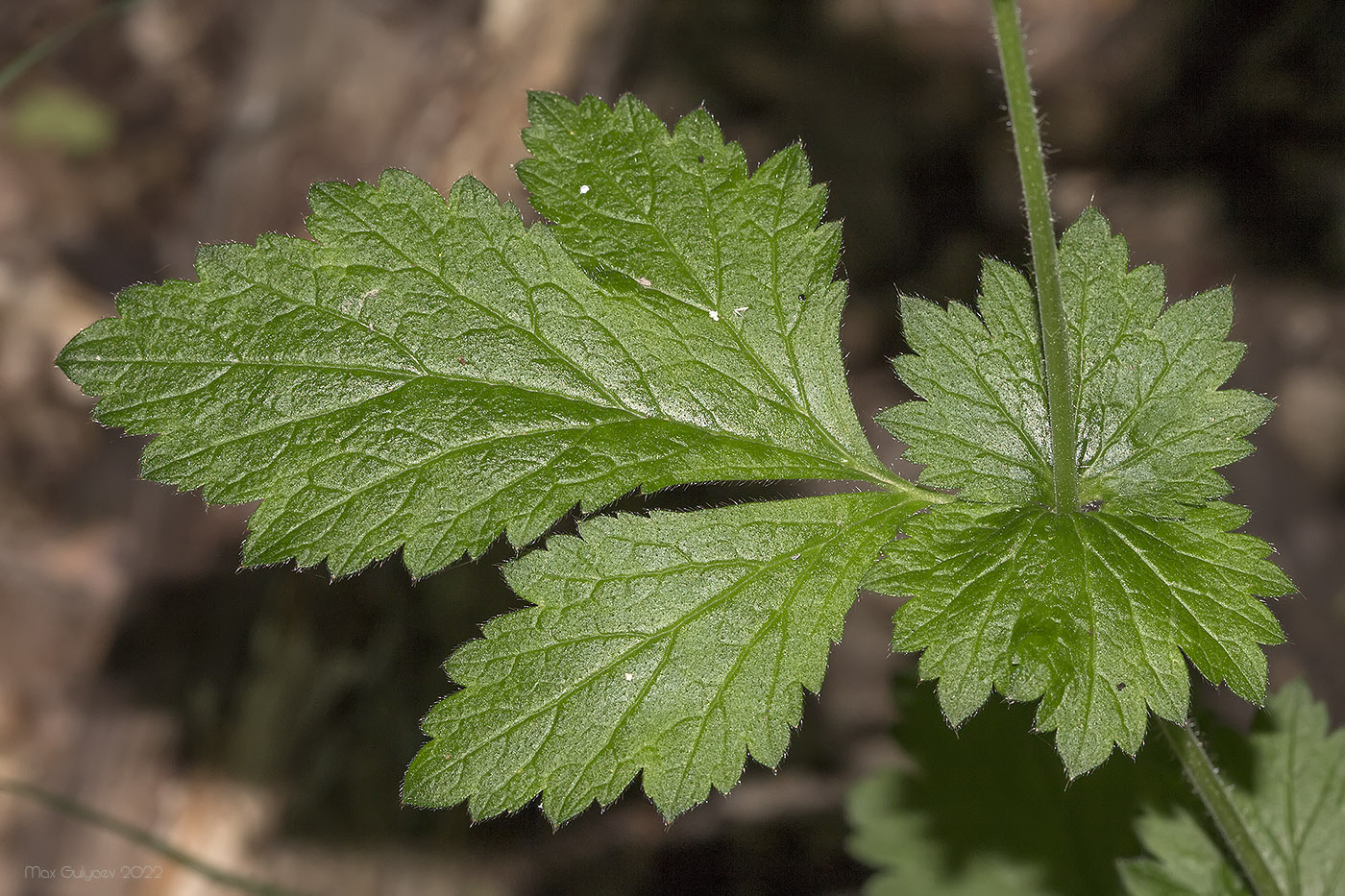 Image of Geum urbanum specimen.