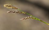 Carex supermascula