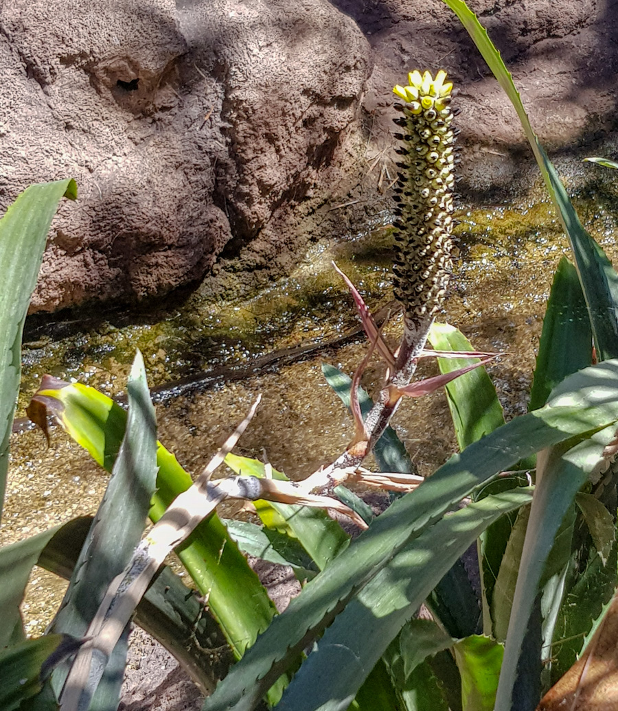 Image of familia Bromeliaceae specimen.