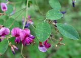 Lespedeza bicolor